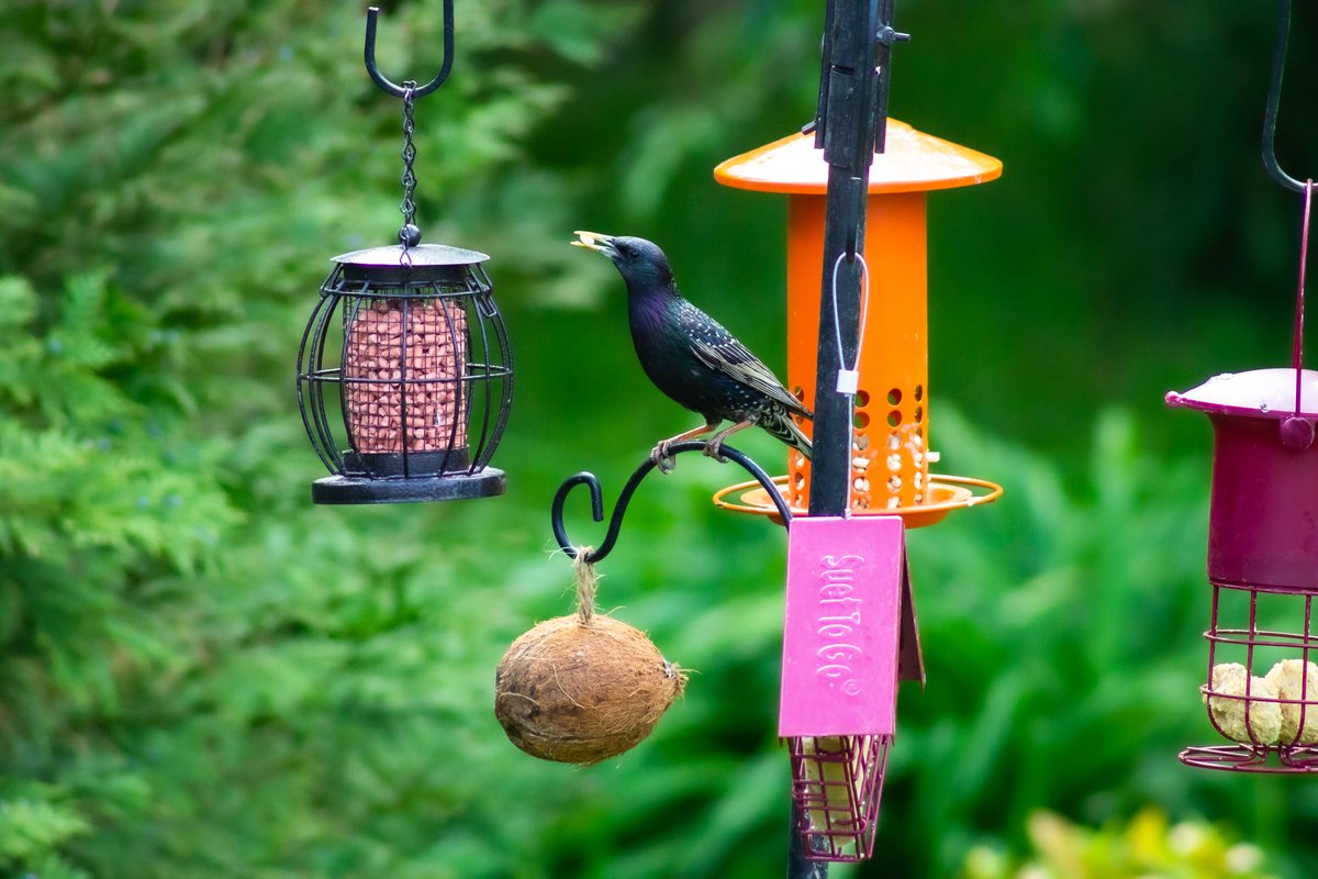 Suet To Go Wild Bird Food tweet media