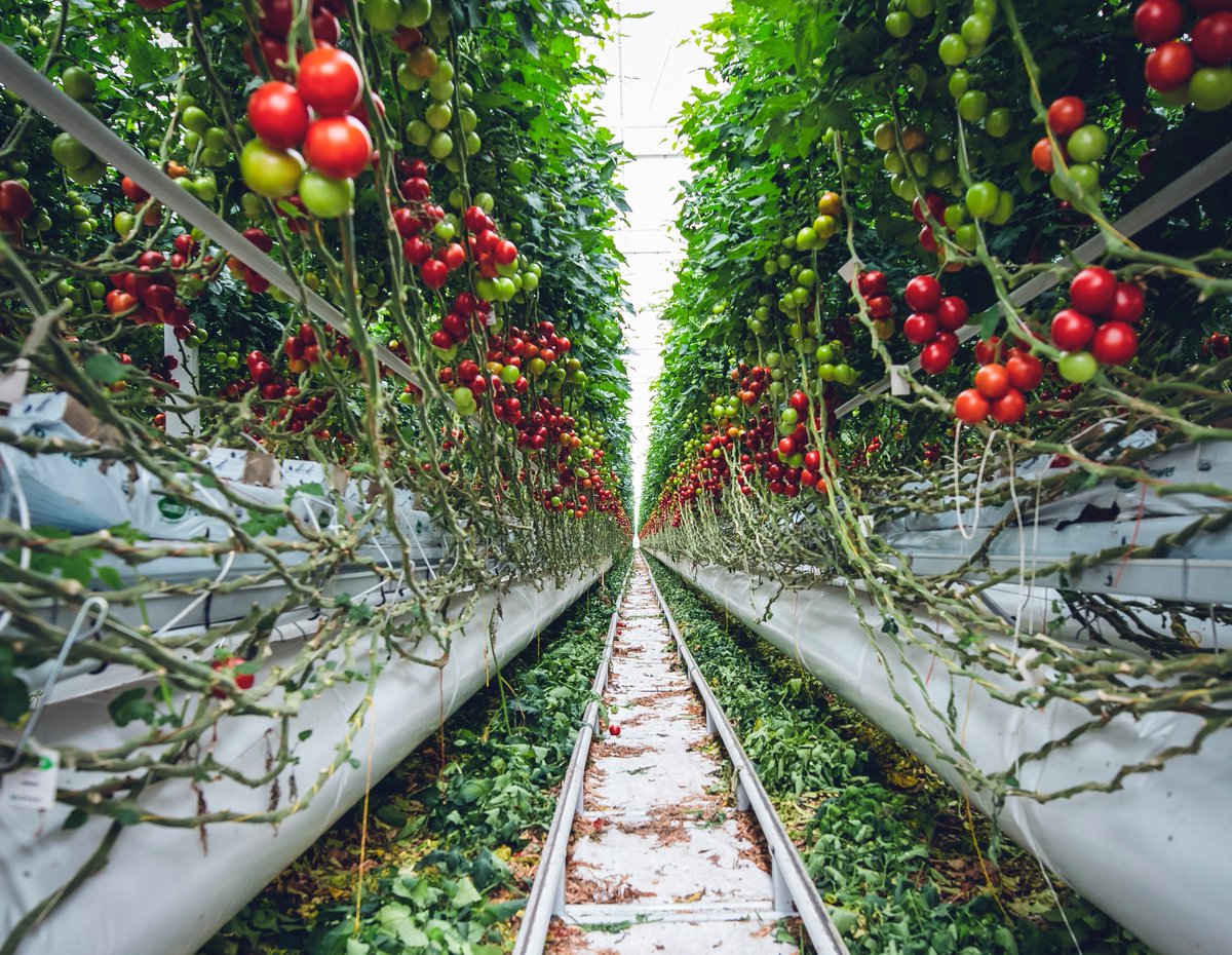 rasc2020uk's tweet photo. Happy #CommonwealthDay 🌎🎉
The 2020 theme is 'Delivering a Common Future: Connecting, Innovating, Transforming' - at the  #RASC2020uk conference, we want to connect member countries &amp; demonstrate the innovation taking place in agriculture across the world #CommonwealthDelivers https://t.co/AnA1SBJ5dX