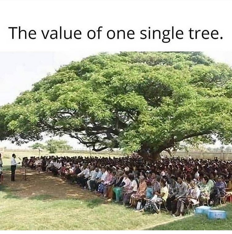 DoWRRDGR_MoJS's tweet photo. Trees are like parents - they protect you, they feed you, they give you life.
#SaveTrees #PlantMore #SaveWater #SaveNature #mondaythoughts https://t.co/QL4MAj0Vfv