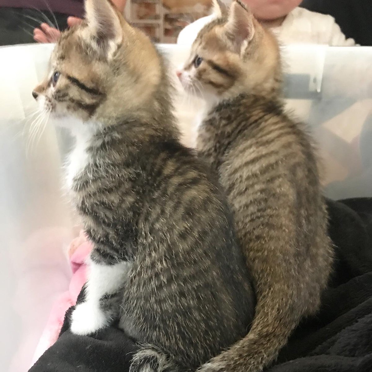 ながの鈴ねこの会 以前 譲渡会中止で参加出来なかった子の募集をしましたが その後お問い合わせがありみんな里親さん決定しました みんな幸せになりますように お問い合わせありがとうございました ながの鈴ねこの会 鈴ねこ 保護猫 保護猫譲渡会