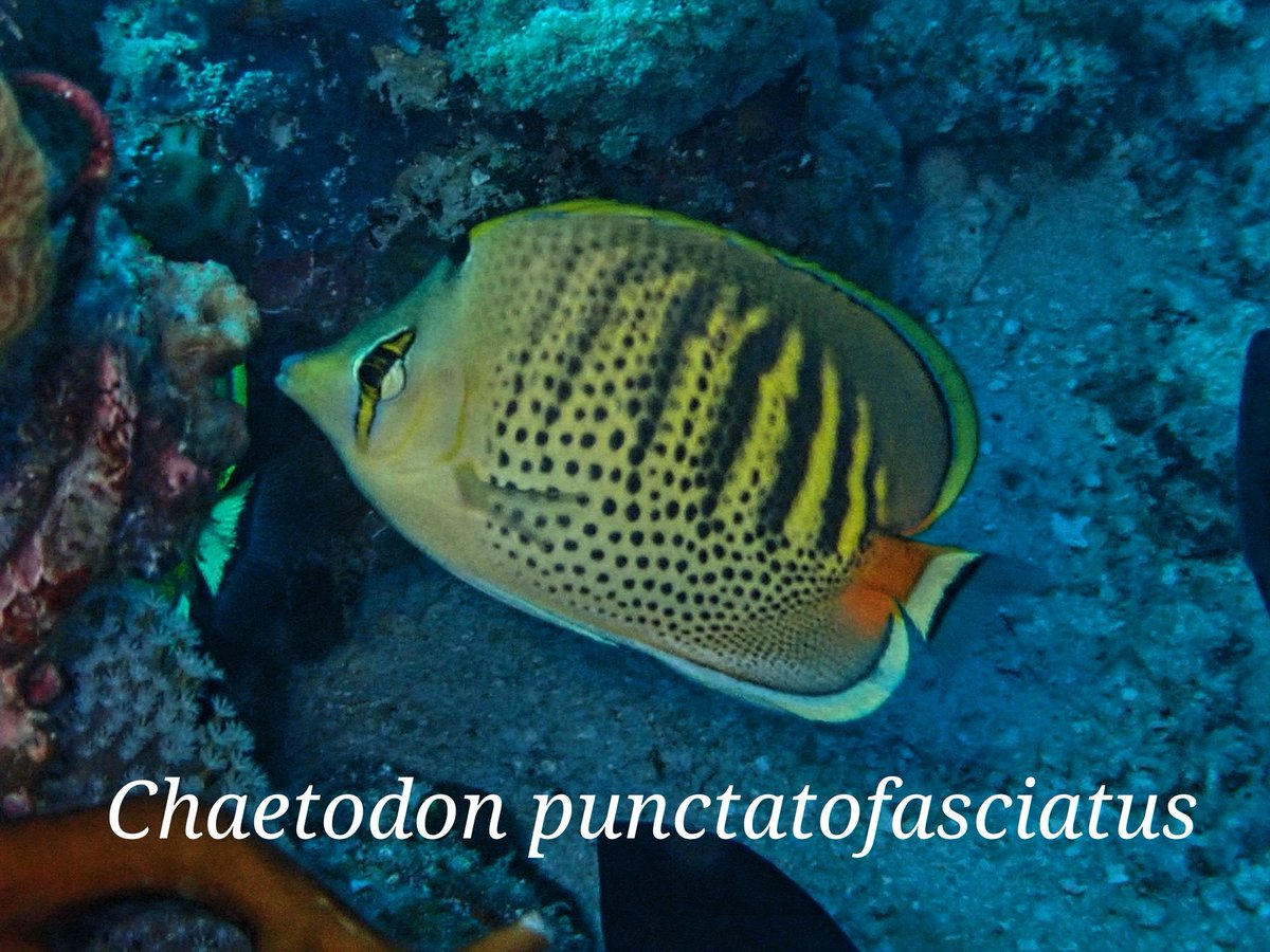 LutfiAfiq's tweet photo. Butterflyfishes of #Mataking island's reef.
ID by @daisuke_taira
@NUSReef #RELinSabah2020 https://t.co/x9jhcRGAfu