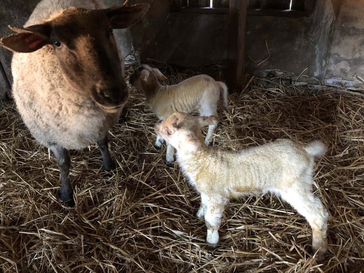 TimHancock5's tweet photo. Another set of twins this morning at 3am ! Porridge is the very happy mum ! 🙂 https://t.co/L7ATOUd3v6