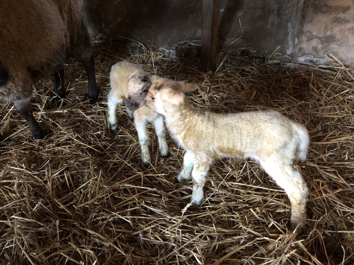 TimHancock5's tweet photo. Another set of twins this morning at 3am ! Porridge is the very happy mum ! 🙂 https://t.co/L7ATOUd3v6