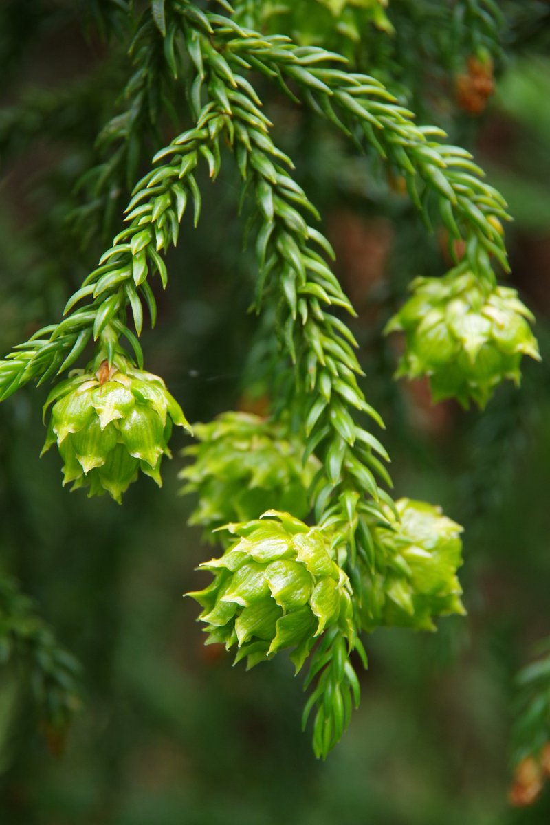 Horticulturists <a href="/BenmoreBotGdn/">Benmore Botanic Garden</a> &amp; <a href="/TheBotanics/">Royal Botanic Garden Edinburgh</a> shall be in Tasmania in April to help #rtbg conserve these ancient trees #rbgehort #tasmania <a href="/abchobart/">ABC Hobart</a> 
Ancient Australian trees face an uncertain future under climate change, study finds bit.ly/2Ty0jUB via <a href="/EurekAlert/">EurekAlert!</a>