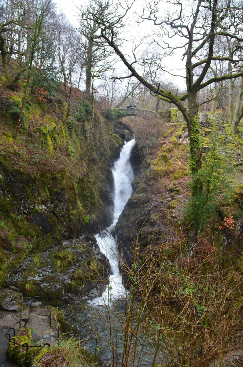 AngeloMoerland's tweet photo. The area around Aira Force is teeming with opposite-leaved golden saxifrages (Chrysosplenium oppositifolium). Lacking petals, their sepals and bracts create gold specks near the base of the waterfall #LakeDistrict @tessa_desi https://t.co/qnVWkU1UUi