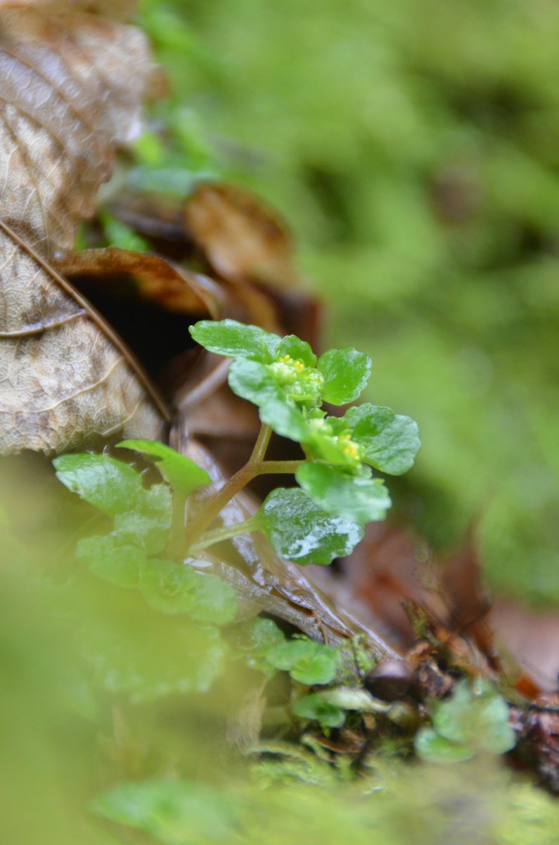 The area around Aira Force is teeming with opposite-leaved golden saxifrages (Chrysosplenium oppositifolium). Lacking petals, their sepals and bracts create gold specks near the base of the waterfall #LakeDistrict @tessa_desi