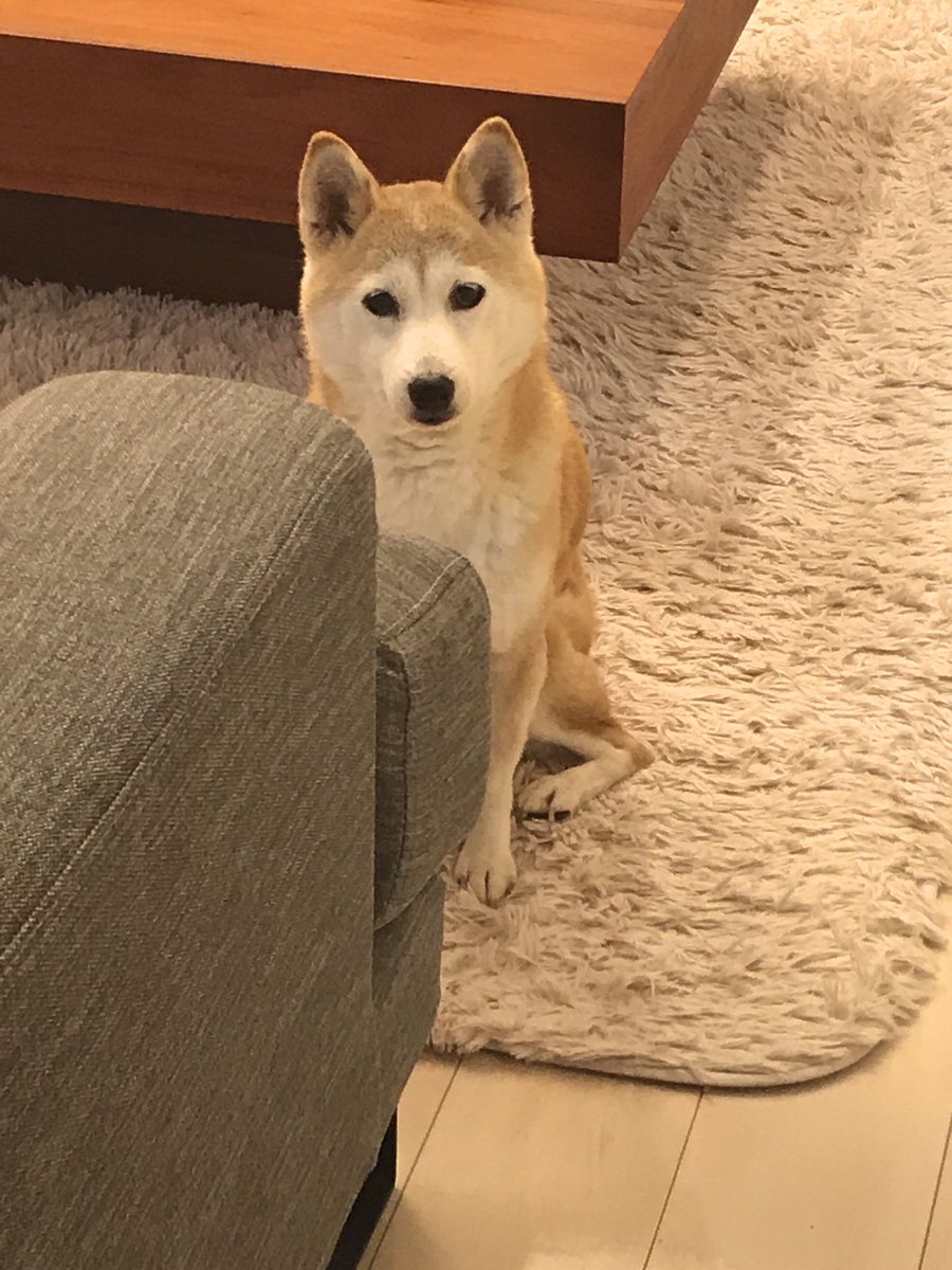 柴叉クロ ご飯はまだですか W 犬 柴犬 Shiba 柴犬を崇めよ ご飯待ち