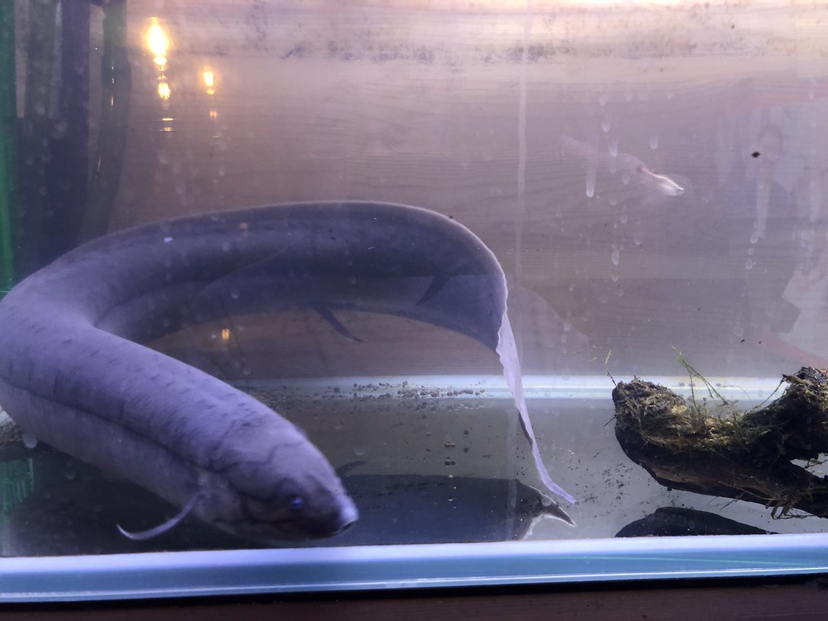 レピドシレンパラドクサ