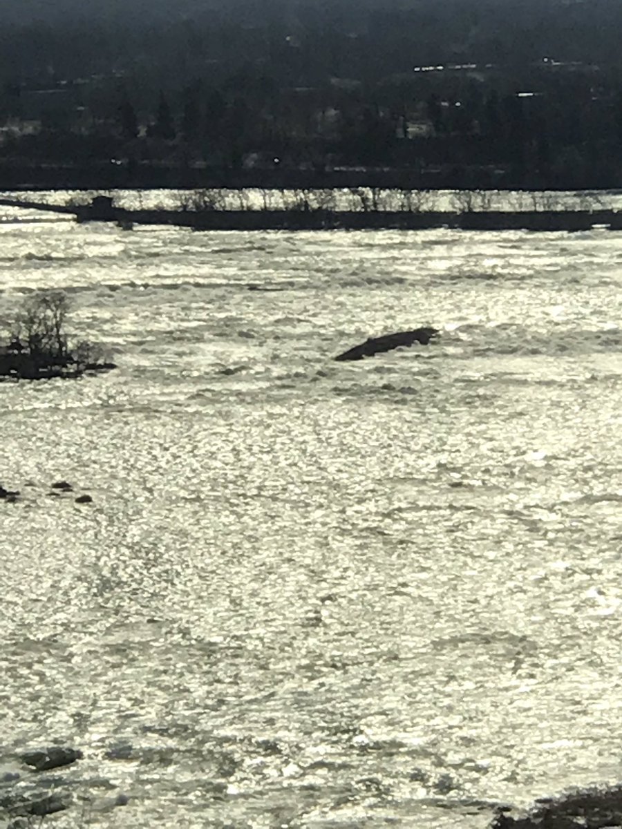 Rebel_Charters's tweet image. With the high high water in all of the upper Great Lakes, the steel barge “Iron scow” of 1918 has already moved 164 ft. North atop Canada’s Horseshoe falls. We could be lake trout fishing off this someday on the bottom at mouth of the Niagara River