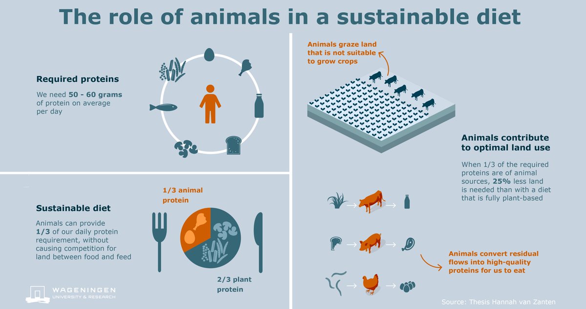 #weekzondervlees &amp; #kringlooplandbouw | Dieren zetten reststromen om in vlees, melk en eieren. Duurzaam dieet bevat ca 20 gram dierlijk eiwit per dag. Meer weetjes <a href="/WUR/">Wageningen U&R</a> onderzoek #vleesconsumptie ➡️ bit.ly/2PUlE9H