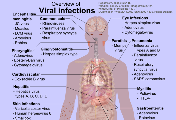 Dónde se alojan los virus en el cuerpo humano y qué patología provocan