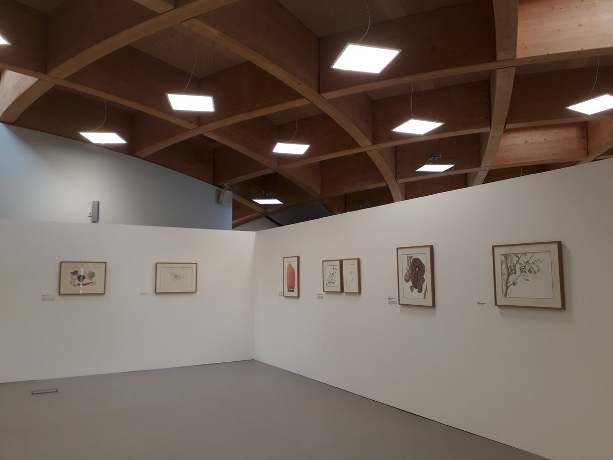 silburn_laura's tweet photo. At the #RadicalBotany exhibition @edenproject invigilating today. Great to see so many works from @edenflorilegium On display! #botanicalart #botanicalpainting https://t.co/MBZnFF79b3