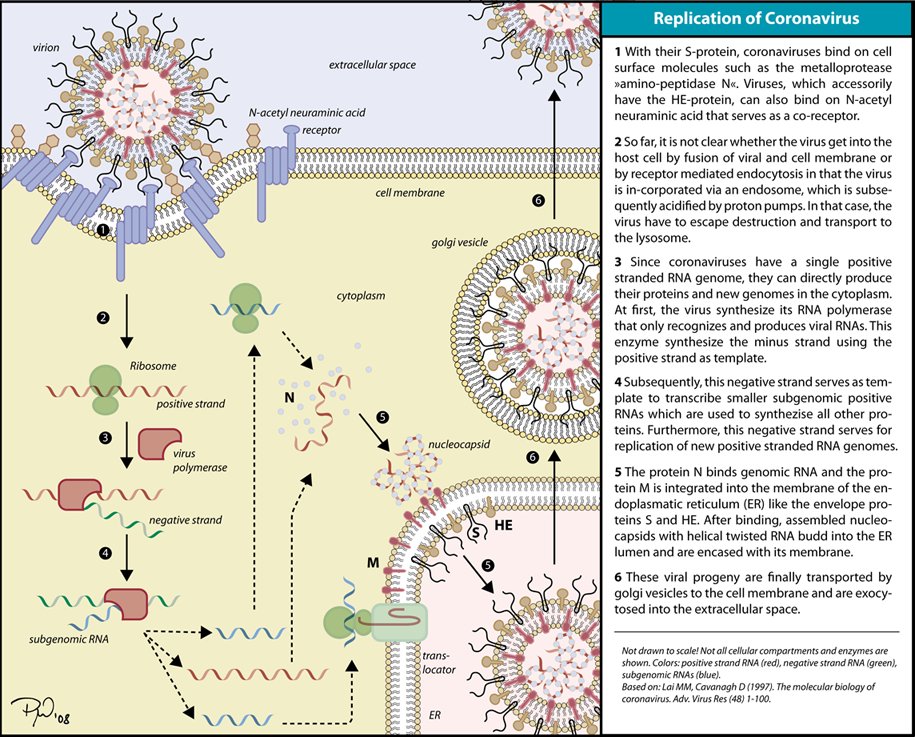 como se replica el coronavirus