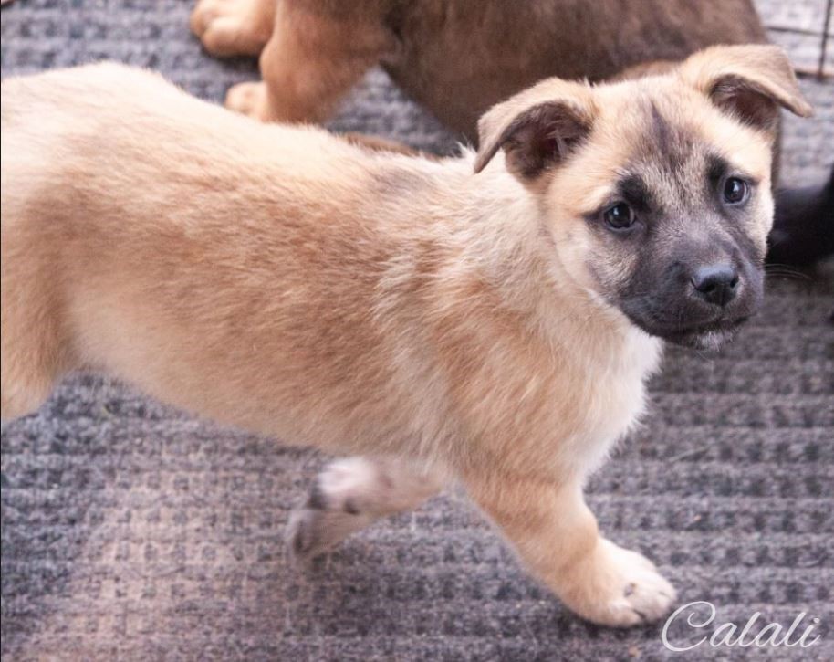nyshelterpets's tweet photo. 🐶 Come meet #CALALI today! #dogsoftwitter She needs a friend! #PetAdoption 😍 https://t.co/n7KQgeRM66 https://t.co/xmqCbRHuiI