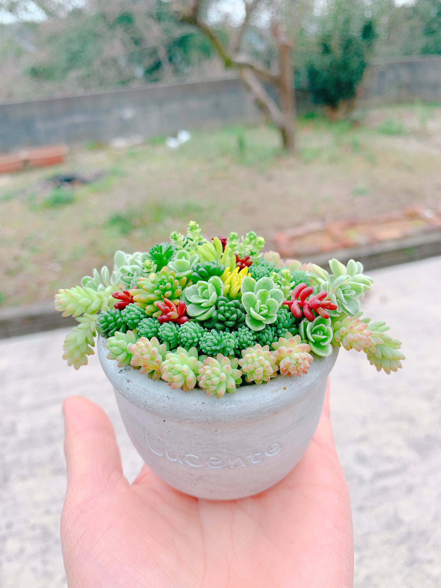 Mame セリアで見つけたちっこい可愛い 鉢にチマチマ寄せしてみました 多肉植物 多肉植物寄せ植え T Co Usojbaaehn Twitter