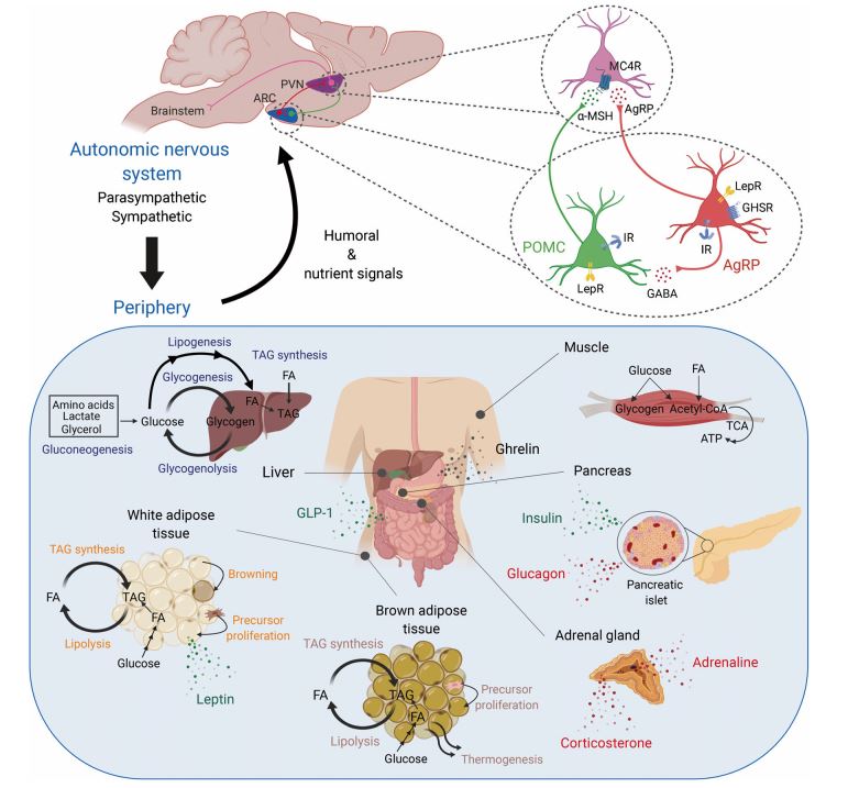 profsmarshall's tweet photo. Up front &amp; free to read in April's issue of @DiabetologiaJnl : Neuronal control of peripheral nutrient partitioning and its contribution to the development of obesity and type 2 diabetes @AlquierThierry @RoumaneMan @CRCHUM @MDRC_CRDM https://t.co/Yh0g9Wkb7V #editorspicks https://t.co/bpSpJwNNT6