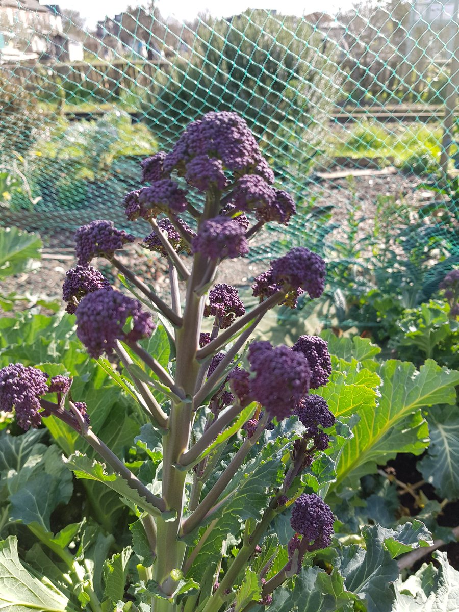 Northfields1832's tweet photo. Some of us have been waiting nearly a year for this crop! Sprouting Broccoli season is upon us :) #allotmentlife #sproutingbroccoli #LondonsOldestAllotment https://t.co/MWXcHVVzlc