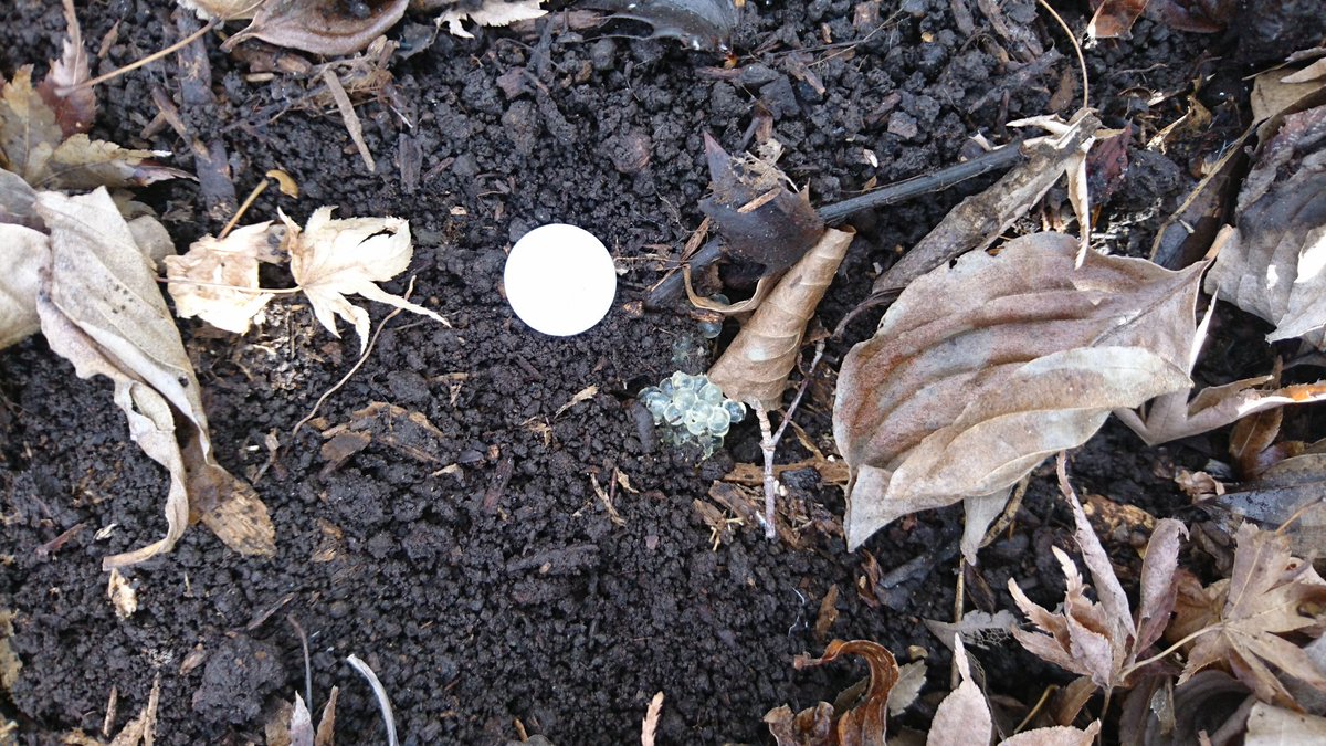ナメクジ捜査網 チャコウラナメクジの卵 実物はほぼ無色透明です