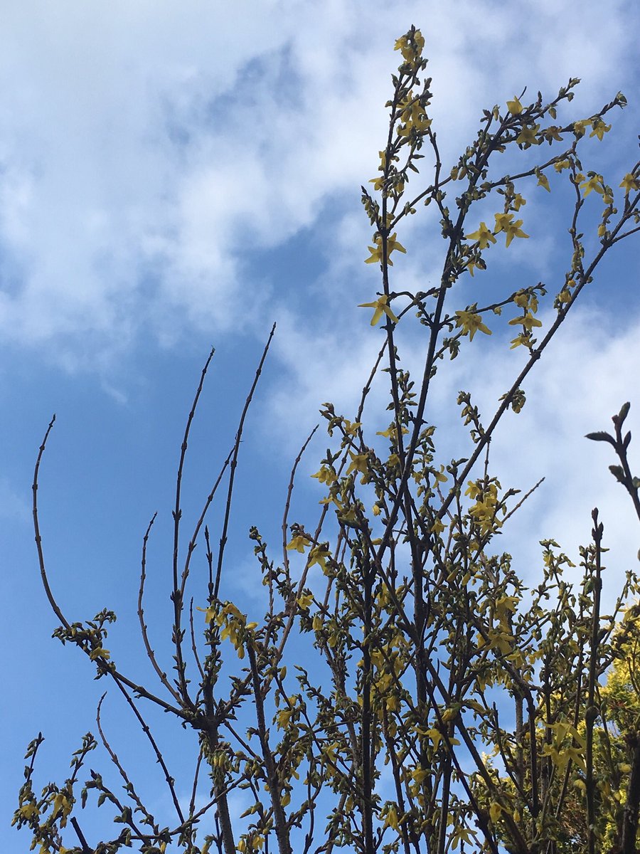Jan_Lentzos's tweet photo. Reaching for the sky...
๐ผ ๐ผ ๐ผ ๐ผ ๐ผ ๐ผ ๐ผ ๐ผ ๐ผ #ForsythiaUpdate #Forsythia #InOurGarden #HeraldOfSpring #NewGrowth #YellowFlowers #Plant #SpringGrowth #Forsythias #EasterTrees #YellowBlossom #SpringFlowers #GardenUpdate #March #OurGarden #Plants #OurBackGarden #Spring #Garden https://t.co/OtEbz7uuHz