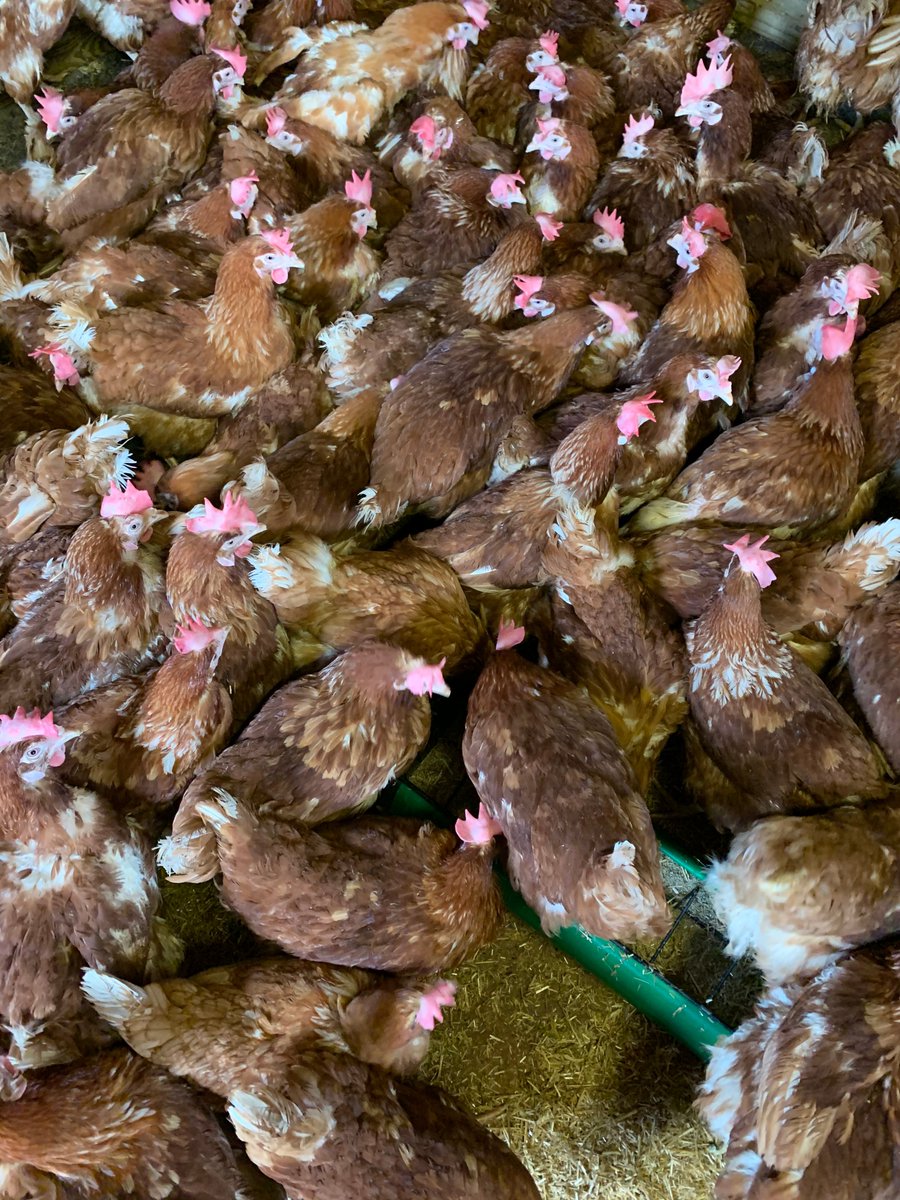 BHWTOfficial's tweet photo. Whoops, we got carried away and brought home 300 eggstra hens this weekend. We just couldn't leave these beautiful girls behind. So, we need your help - if you're in #Devon and have room for these ladies in your life, pls call 01884 860084 to adopt your flock 🐓😍 #BHWT #exbats https://t.co/AUNaMrUiSc