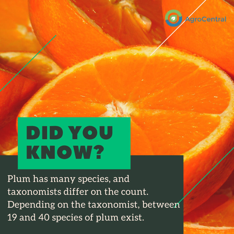 Plum has many species, and taxonomists differ on the count. Depending on the taxonomist, between 19 and 40 species of plum exist.