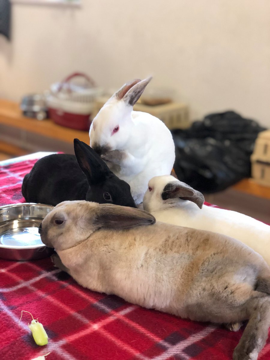 Camp_Canary's tweet photo. EASTER 2020! | 30 March - 17 April. BOOK ONLINE https://t.co/lCsMWoKL3t https://t.co/tUMepz7ru3