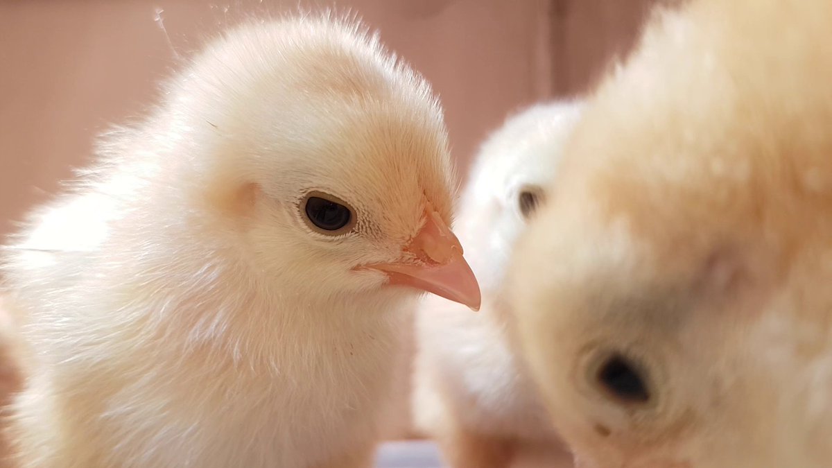 SoltColt's tweet image. The Rescue Roosters are doing fine! Not all of them are roosters actually. Not a problem, we love them all.