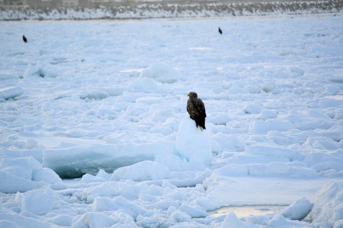 流氷のtwitterイラスト検索結果 古い順