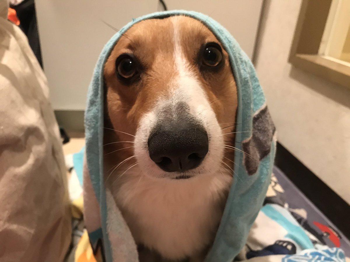 LinaLaLa77's tweet photo. Super happy yesterday, super pouty today. It got up to 10C/50F in Sapporo today which means all the snow is melting and making a mess. Guts isnโt the biggest fan of baths.
#gutsthecorgi #welshcorgi #ใณใผใฎใผ #SpringIsThatYou #NoMoreBathsPlease https://t.co/czw7jIlPIx