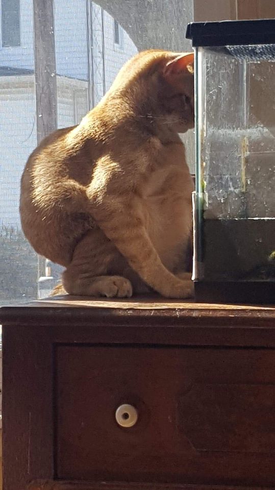 CatsOnCatnip's tweet image. That can&apos;t be comfortable lmao
Credit Jesse Zimmerman