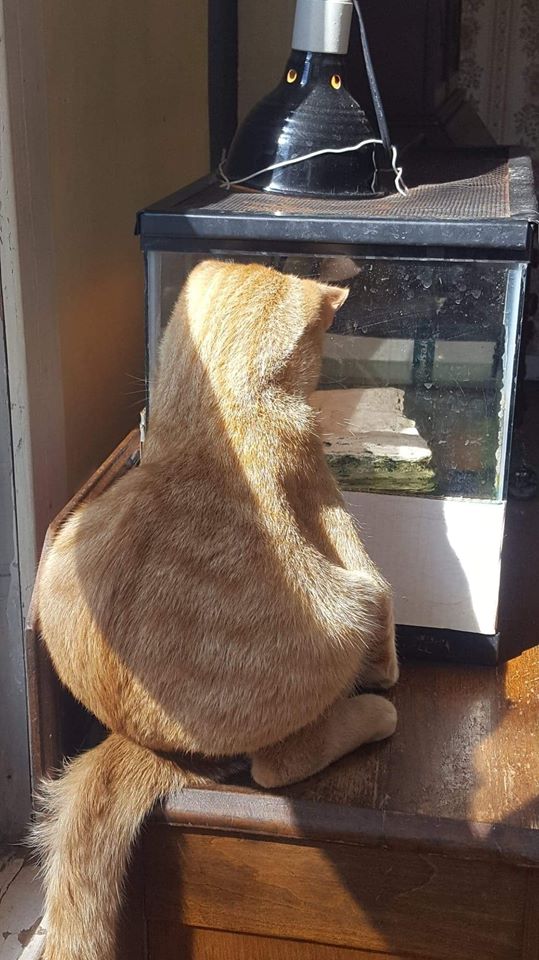 CatsOnCatnip's tweet image. That can&apos;t be comfortable lmao
Credit Jesse Zimmerman