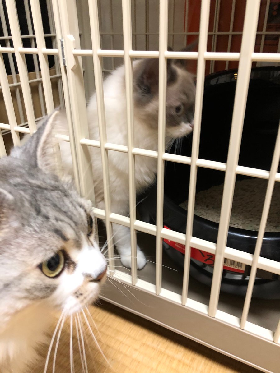 meat_cycle's tweet photo. 猫たちは敵が来たかのような顔してる。
チェンソーマンを初めて読んでみたら僕は好きな内容でした。
力は代償なんだなぁ

#猫 #猫好き #猫のいる暮らし #猫好きさんと繋がりたい #メインクーン https://t.co/97XU4R4e7Q