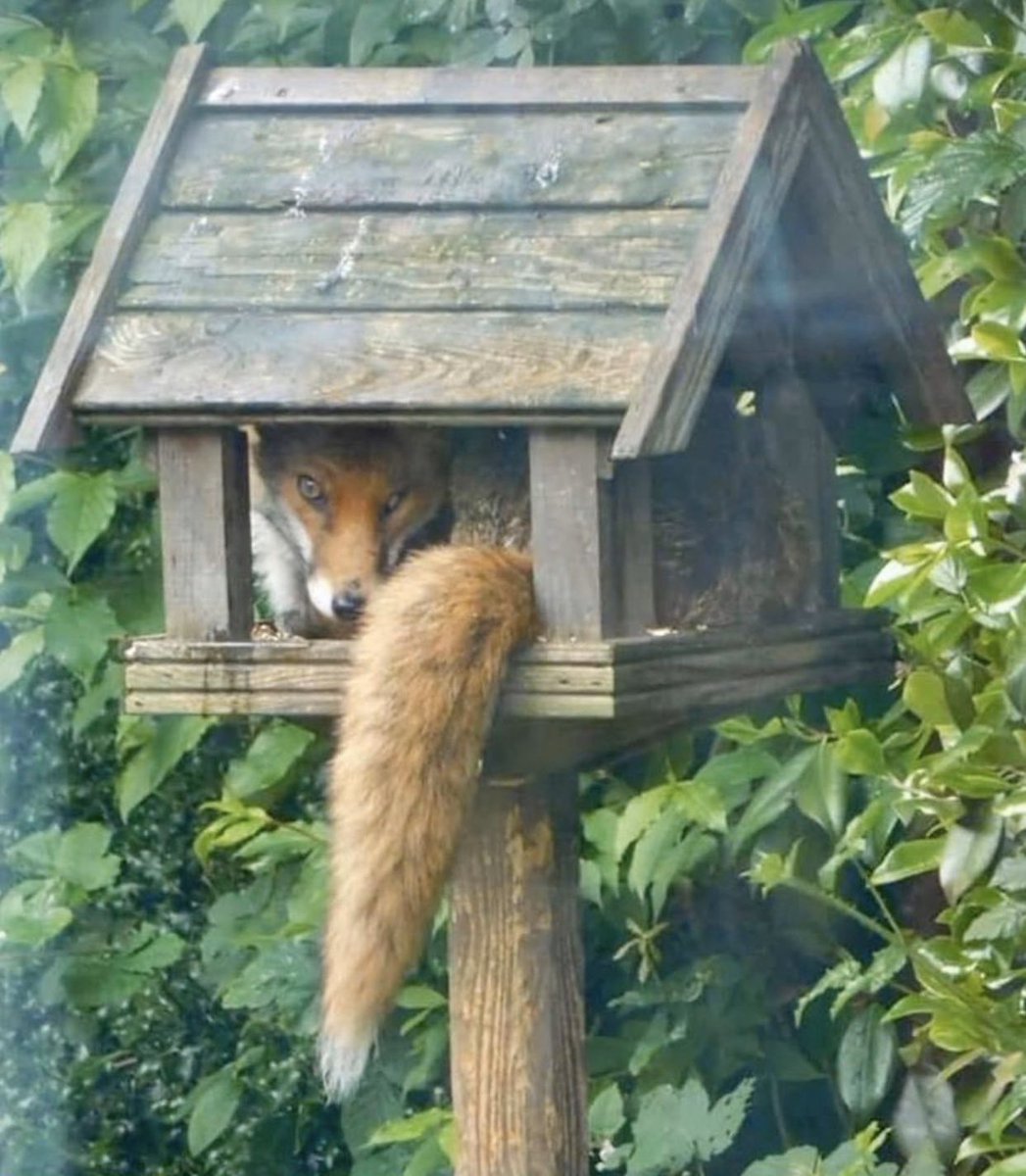 Have a Happy Monday you Lovely  People!
Just had to share this image to make you smile 😃 🦊❤️
Credit Unknown.