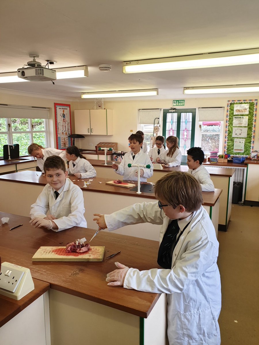 Down at Bow doing a heart dissection with Year 6. They are loving it!