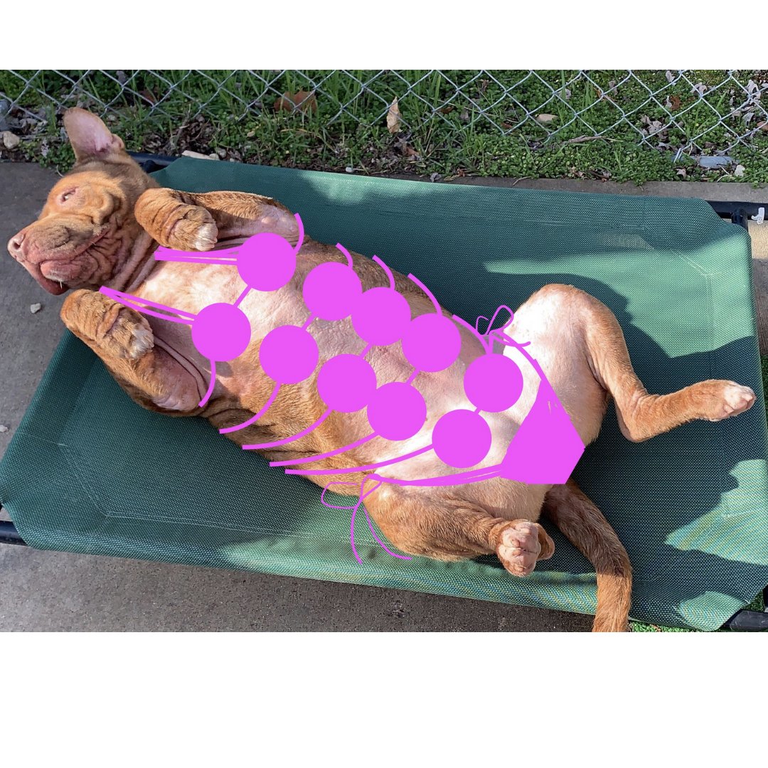 AWLQAC's tweet photo. Just a girl working on her tan ~ Gemma 🌞⛱

#beachbody  #awlqac #awlqac #qac #dog #dogs #maryland #adopt https://t.co/buOPyZmCqJ