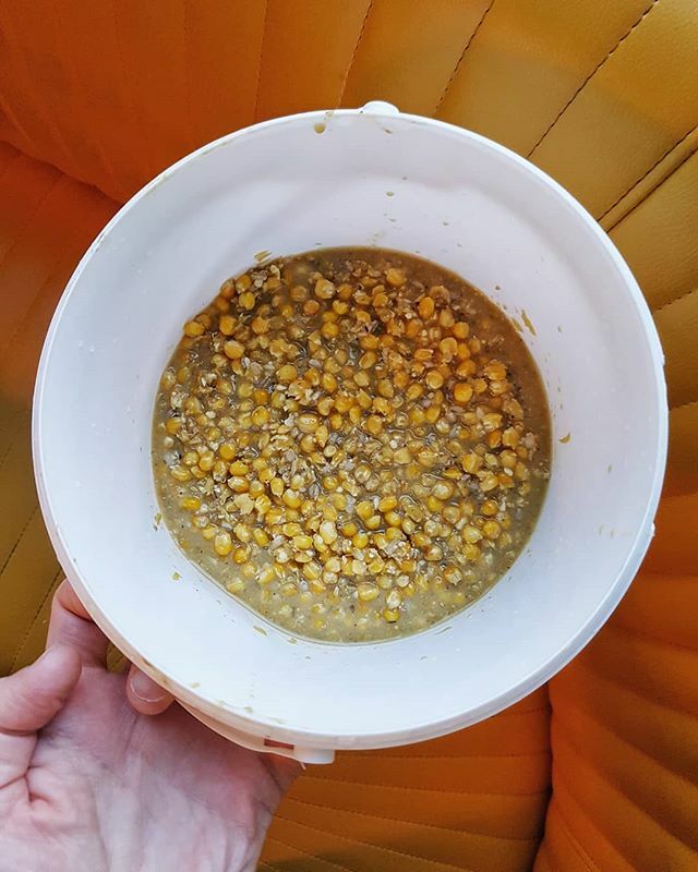 Uggers but tasty (already): put on this corn 'shoyu' (ft. a smidge of smoked quinoa) some of which I'll take to Mexico to the @fermentoaxaca congresso where I'll be talking in October ("three full days of microbes, food and culture"... What more can you ask for?!). ⠀⠀⠀⠀⠀…