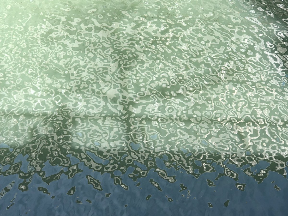 豆ぐみ على تويتر 目黒川の水面 泡ではなく光の加減