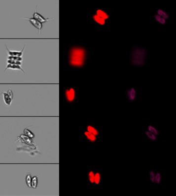 ifcc_uoa's tweet image. Look who we ran though our imagestream today! 
#flowcytometry #imaging #imagestream #cytometry