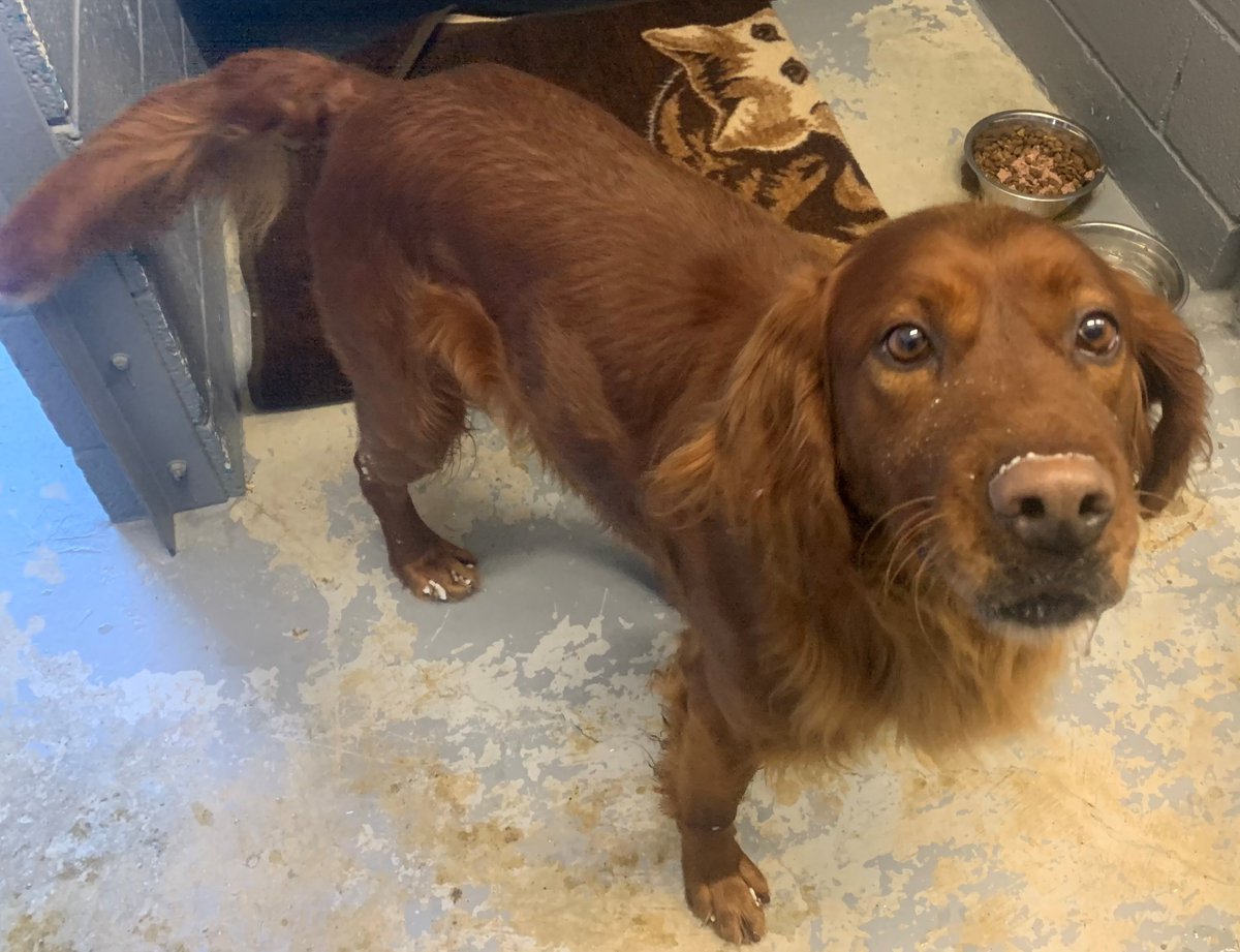 Conception Bay South on Twitter "FOUND Male Irish Setter found on