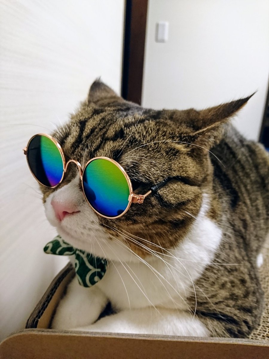 ザッキー改め差し替えザッキー Sur Twitter 猫だってグラサンかけたくなるときが あるみたいです 猫 せんじゅ グラサン
