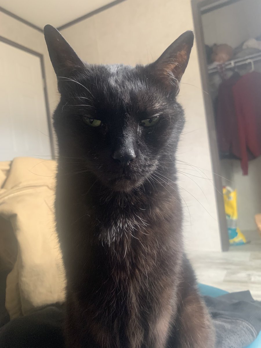 PhantomOfDarkne's tweet photo. This cat wants to see me get to 24k, I’m 83 subscribers away. Help me get there so I can make him happy. https://t.co/qGnfTEWOPb