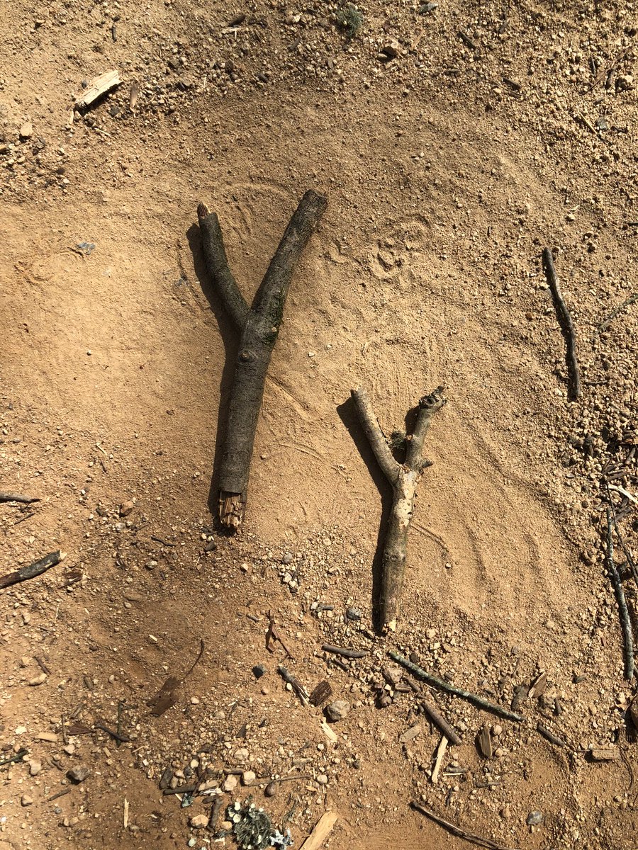 BeckyRiceNC's tweet photo. What will you find in nature during recess? “It’s an upper-case Y and a lower-case y.” #KinderAdventures #rbmstem #rbmtribe https://t.co/SqHXwVLi4P