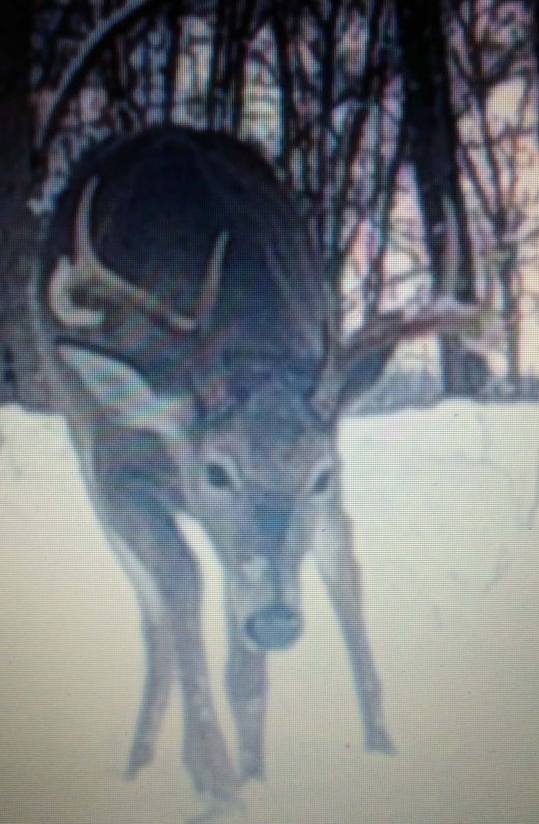 seanhmccabe's tweet image. Just checked one of cameras got this stud Feb 12 in NYS, can&apos;t wait until bow season. #howmanydays