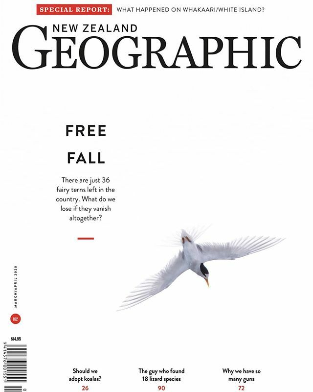 DepthNZ's tweet image. Fallen from Grace - The rarest bird in New Zealand is the fairy tern,with perhaps  36 adults left in existence.
It’s got everything going against it: weather, cats, its own DNA, and the fact that humans love the white-sand beaches where it raises its you… ift.tt/39A7t1u