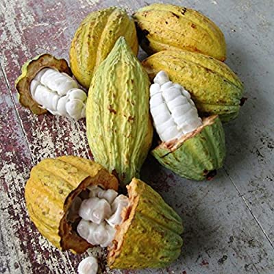 This is what a cocoa fruit looks like. Its about the size of a pawpaw. The cocoa beans are inside those white capsules.