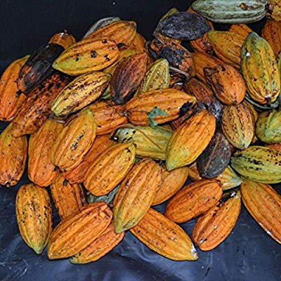 This is what a cocoa fruit looks like. Its about the size of a pawpaw. The cocoa beans are inside those white capsules.