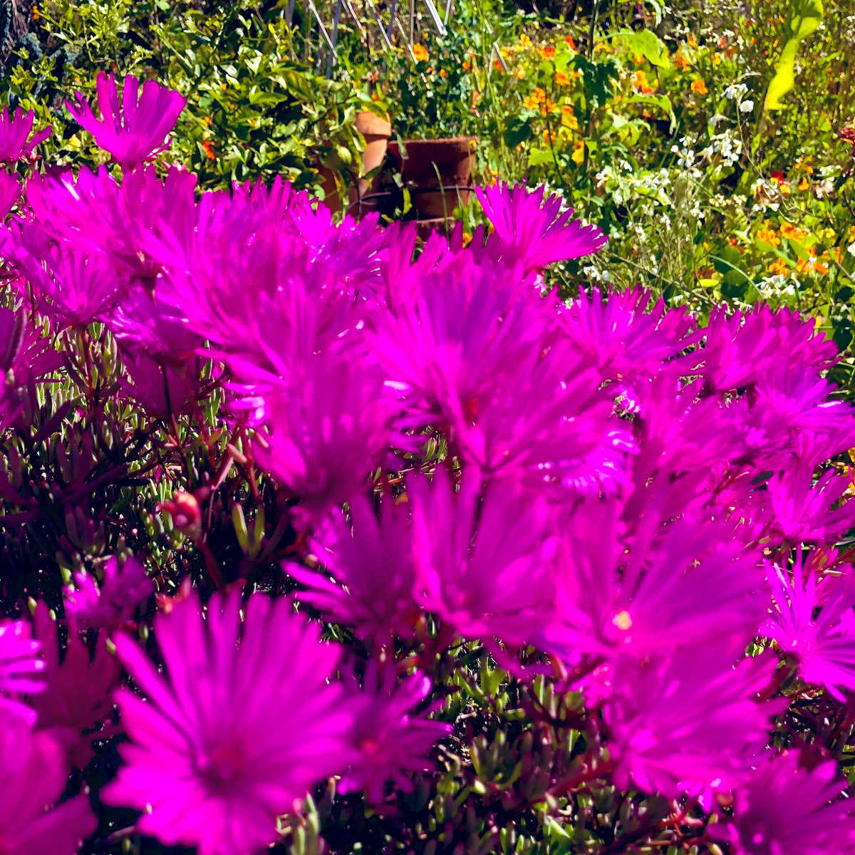 Deborah Toyias Kozich Deborahkozich Twitter