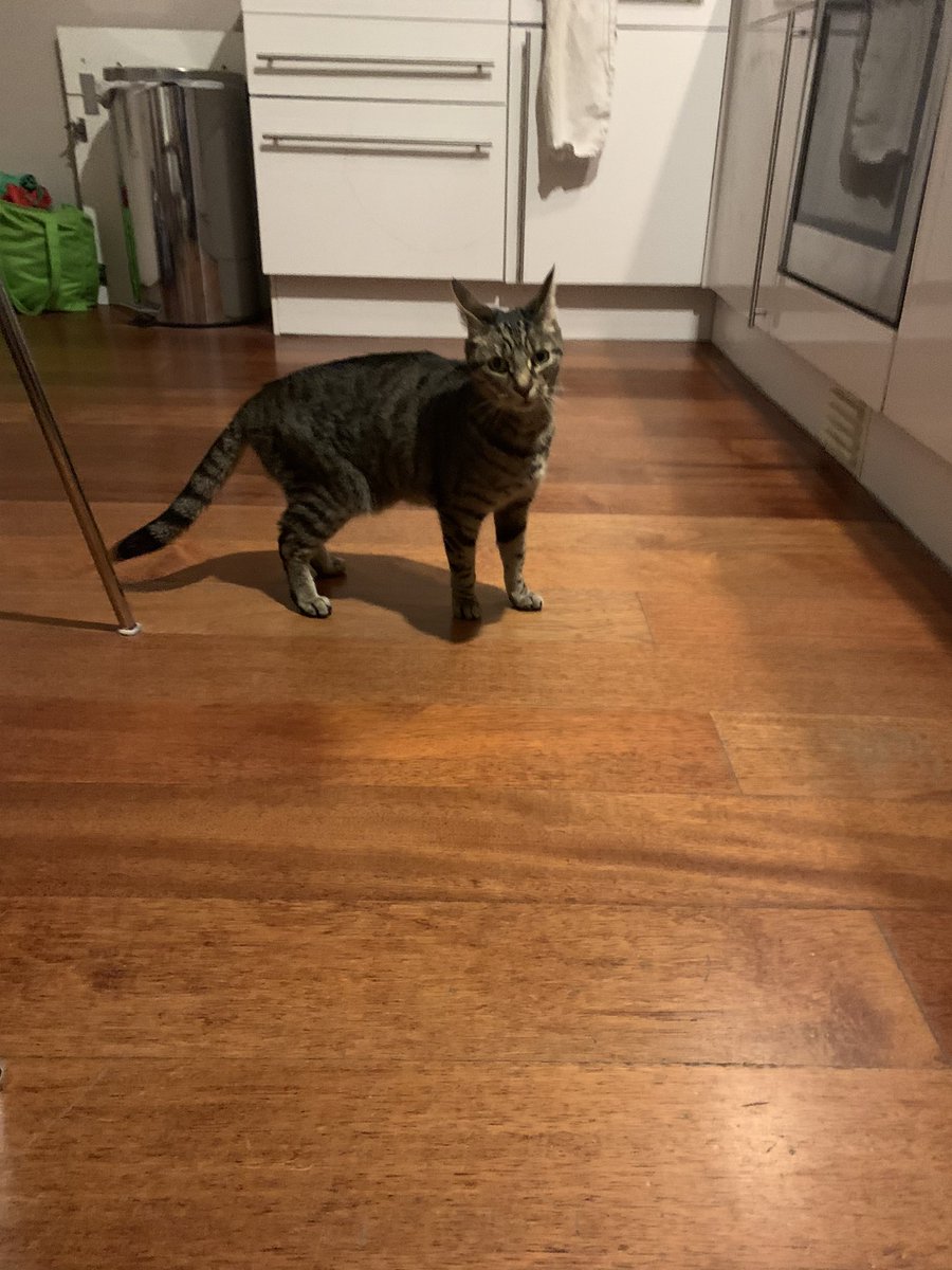 maddyjanes's tweet photo. Young female cat found in the Sidcup area. She has been using our garage as a home. Please share to help find her home #lostcat #findherhome #Sidcup https://t.co/d5k2E0Ngy9