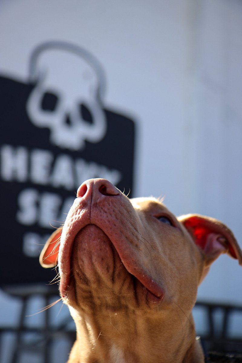HeavySeasBeer's tweet photo. Big collab announcement coming on Wednesday this week...stay tuned!⁠ @BARCS_SHELTER @MaxsTaphouse 
#collaboration #limitedrelease #canrelease #craftbeer #marylandbeer #baltimorebeer #localbeer #dogsontap https://t.co/VYKQu6zyj7