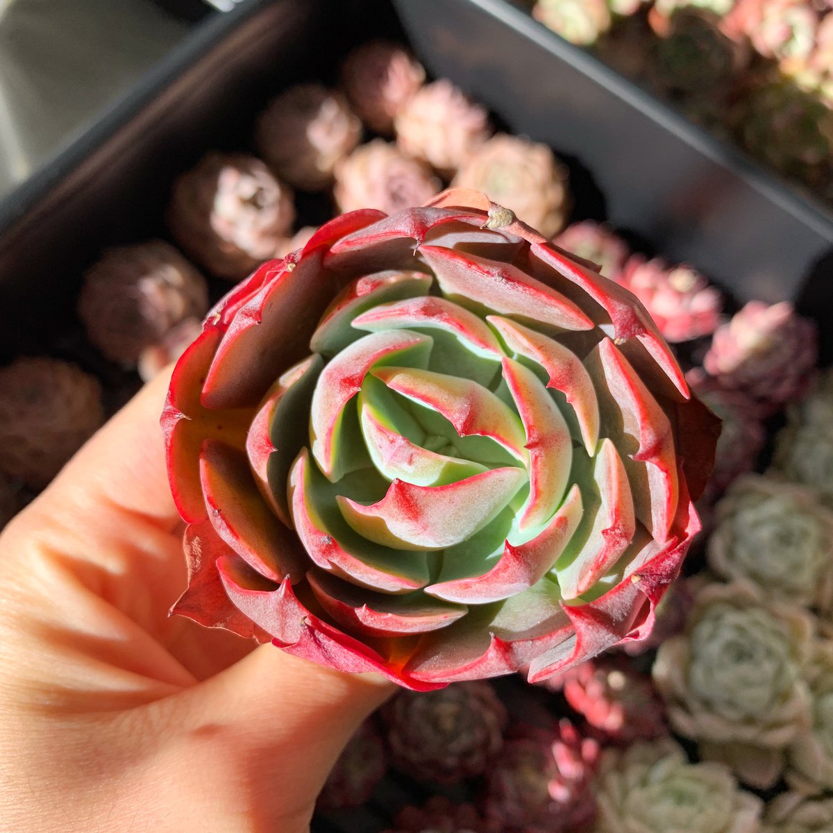 raresucculent's tweet image. Good morning 🌸 #amistar
·
·
·
#succulents #rare_succulent #succulents #succulent #succulentlove #succulentsofinstagram #succulove #succulentcity #succulent_nursery #succulentgarden #pinksucculent #rare_succulent #etsy #etsyshop #garden #houseplants
